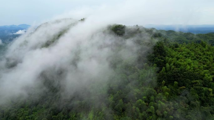 自然航拍森林山竹海云雾流动4K