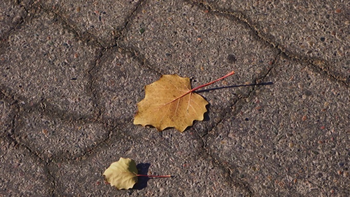 地上的一片枯萎的黄色落叶