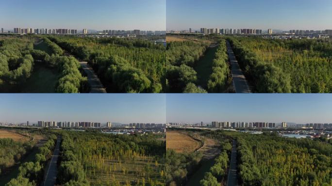 黄河大堤防护林4K视频素材