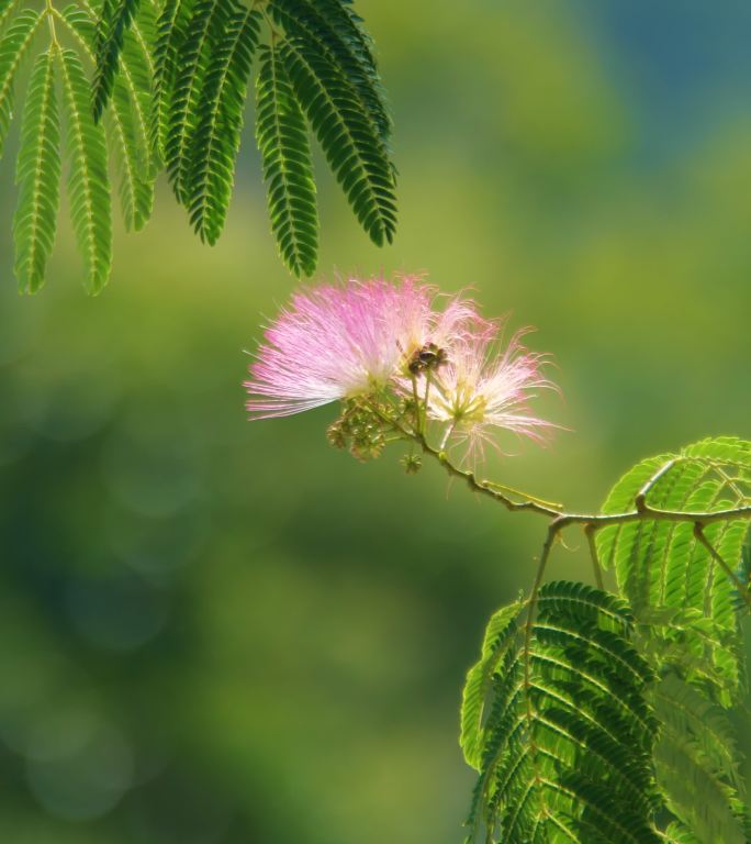 竖版合欢树合欢树叶和蜜蜂采蜜