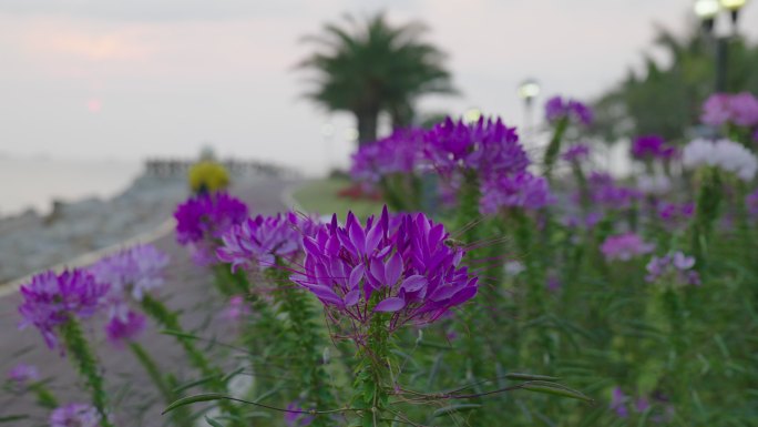 珠海花视频