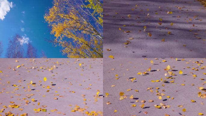 秋天的白杨树和金黄的树叶