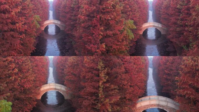 苏州虎丘湿地公园秋天水杉树航拍4K素材