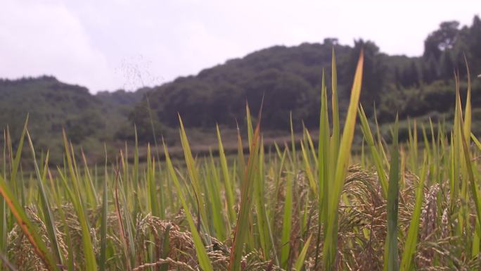 稻田稻子稻谷