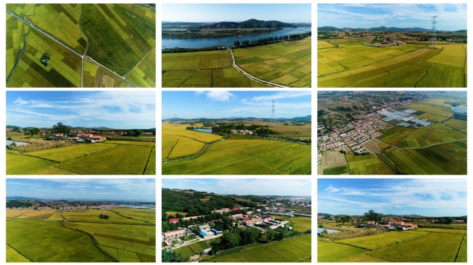 乡村振兴 生态农业发展 稻田