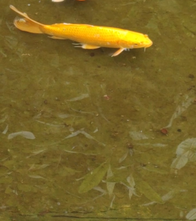 黄金锦鲤两条水清澈