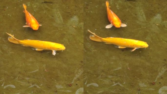黄金锦鲤两条水清澈