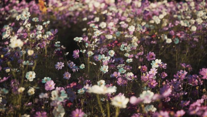 格桑花花海