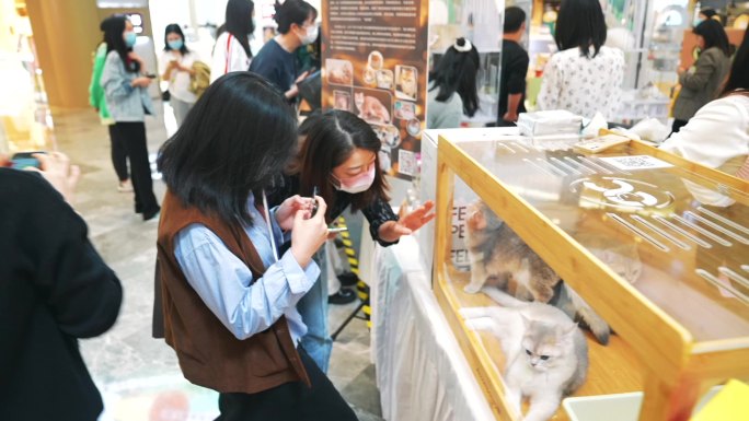 宠物猫咪展