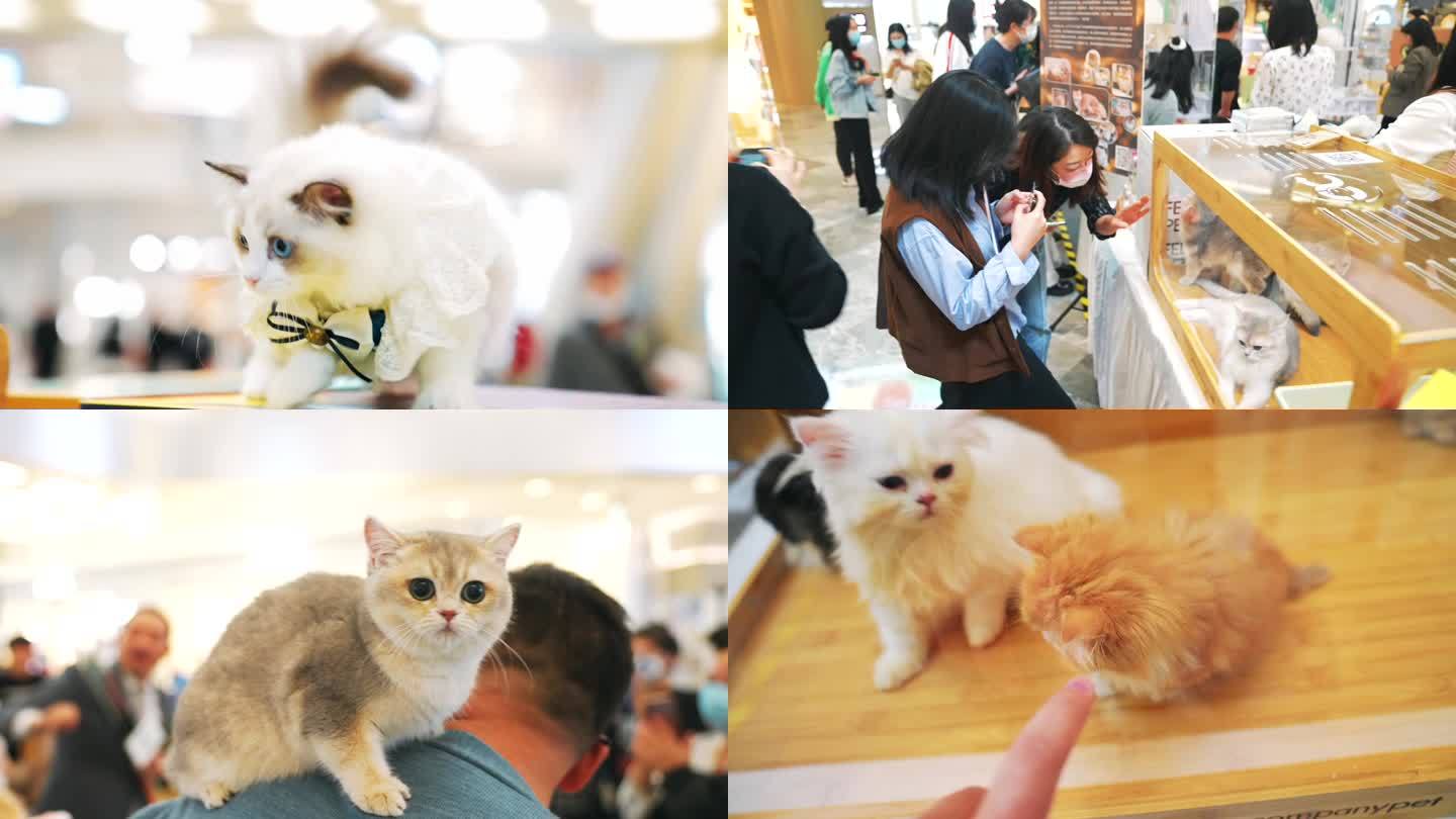 宠物猫咪展