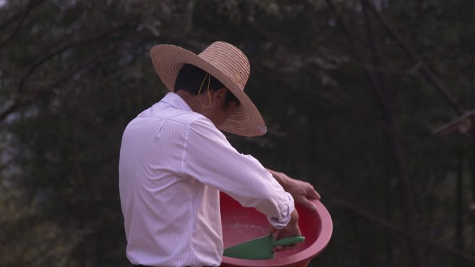 一群家养鸡吃食