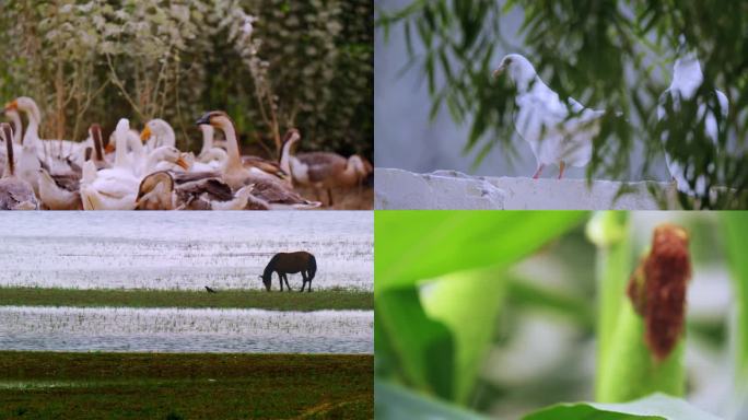 4K-家禽动物农业畜牧业马 牛 鸡鸭鹅