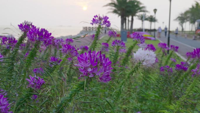 珠海花视频