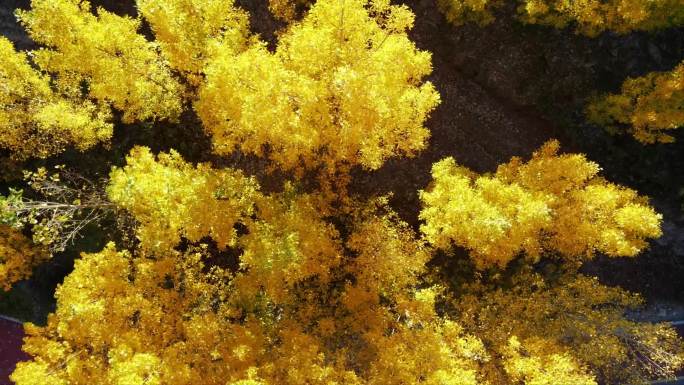 太行大峡谷秋天的黄树林秋色——太行天路