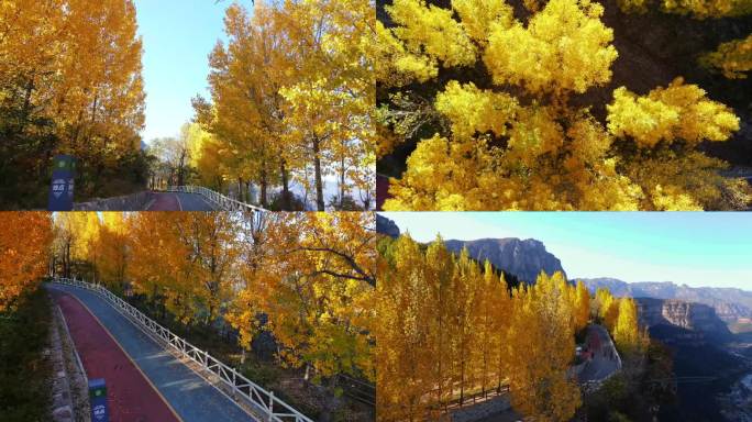 太行大峡谷秋天的黄树林秋色——太行天路