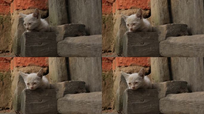 小山村 农村老房子 白色流浪猫