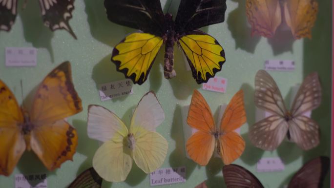 许多蝴蝶标本展览展示