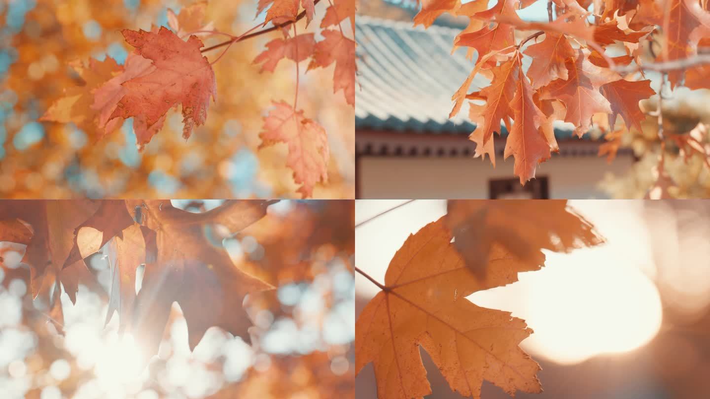秋天红色枫叶秋天逆光阳光风景秋日暖阳
