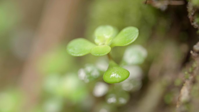 原始森林 微距植物