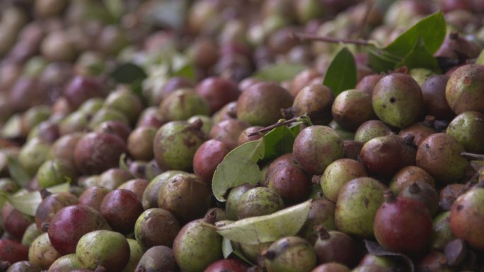 油茶树油茶果 油茶籽