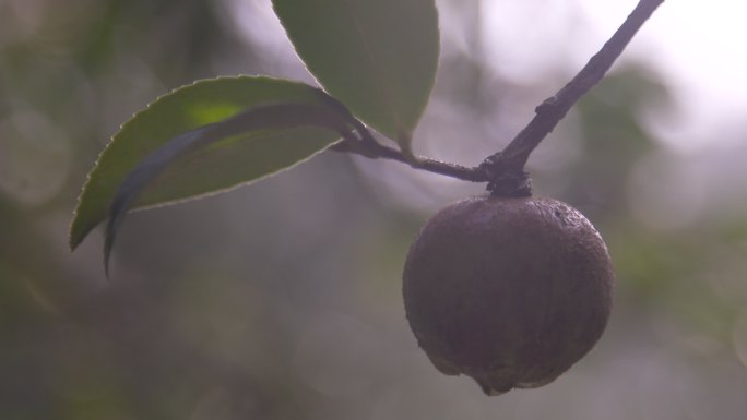 油茶树油茶果 油茶籽