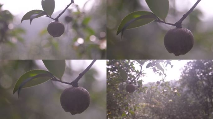 油茶树油茶果 油茶籽