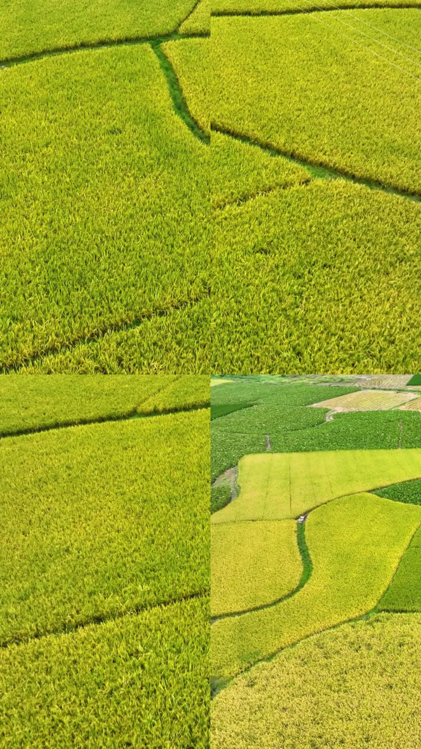 高清竖屏航拍桂林荔浦秋收景象