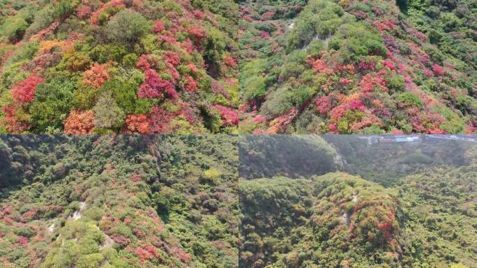 秦岭 翠华山 航拍 终南山 生态 自然