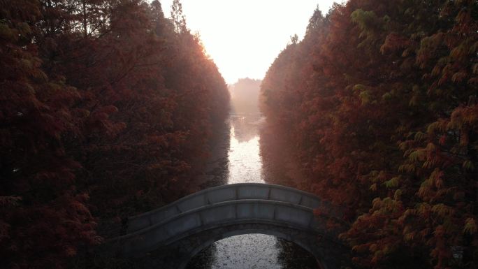 苏州虎丘湿地公园秋天水杉树航拍4K素材