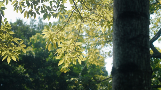 4k秋天森林阳光植物光影唯美风景空镜实拍