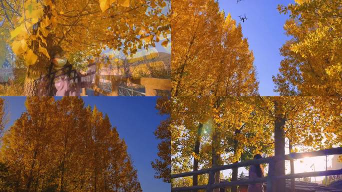 秋天的色彩小树林美女人像行走在路上