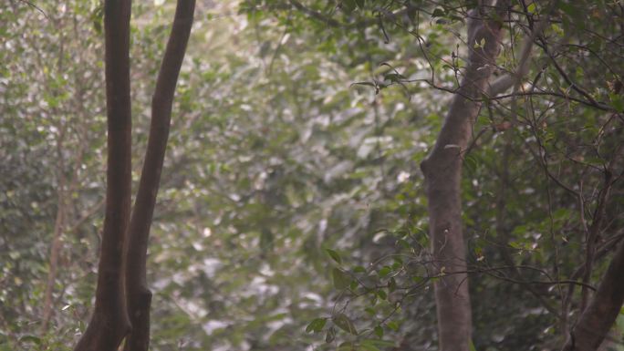 油茶树油茶果 油茶籽