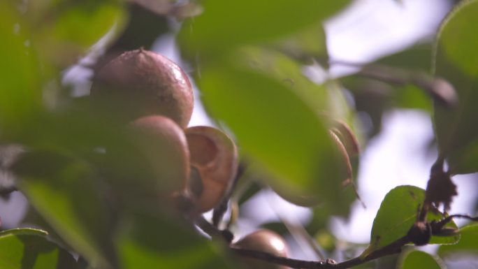 油茶树油茶果 油茶籽