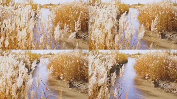 秋天微风中摇摆的芦苇荡金色小河
