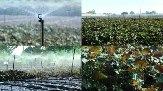 农业灌溉  现代农业紫苏种植