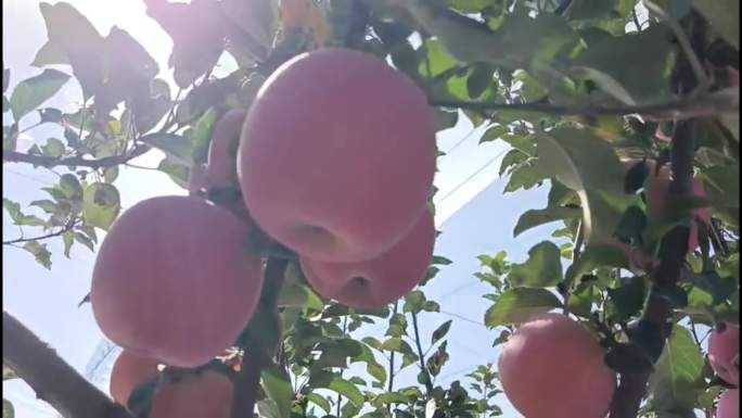 苹果种植 苹果 红苹果 洛川苹果 优生区