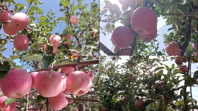 苹果种植 苹果 红苹果 洛川苹果 优生区