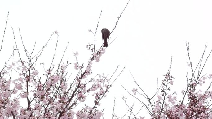 樱花树梢上的栗耳短脚鹎