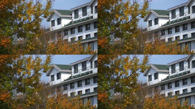 秋季树叶前景的白色酒店建筑