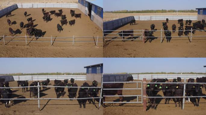 4K黑牛、和牛养殖场