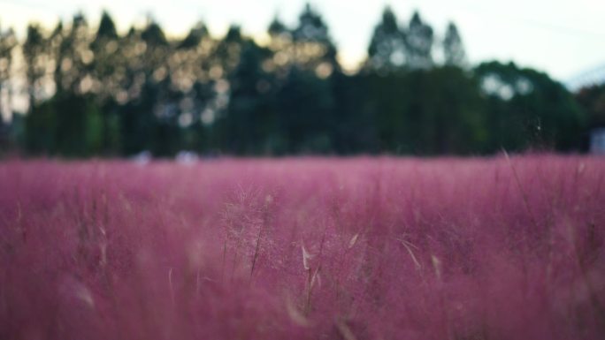 【4K50P】粉黛花海粉黛乱子