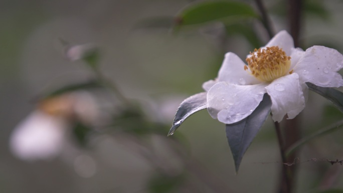 油茶树油茶果 油茶籽