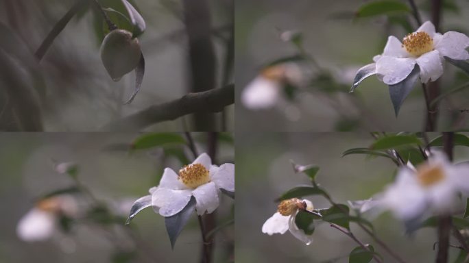 油茶树油茶果 油茶籽