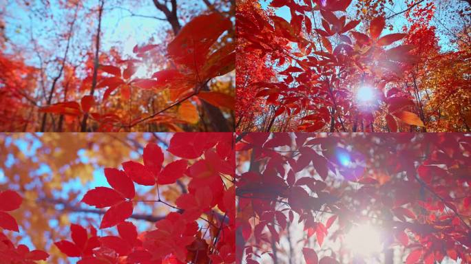 秋天红叶枫叶林