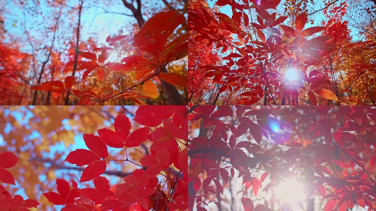 秋天红叶枫叶林