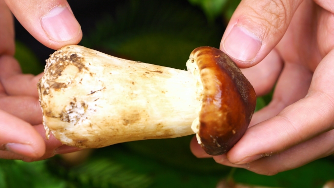 菌菇 蘑菇 赤松茸 姬松茸