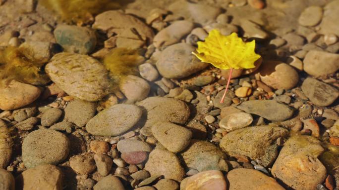 秋天金色落叶落入清澈小河水中飘走