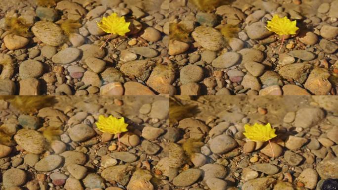 秋天金色落叶落入清澈小河水中飘走