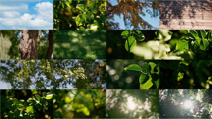 【4K】植物阳光空镜头合集