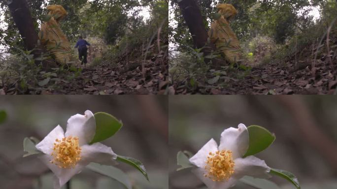 摘油茶果 山茶花